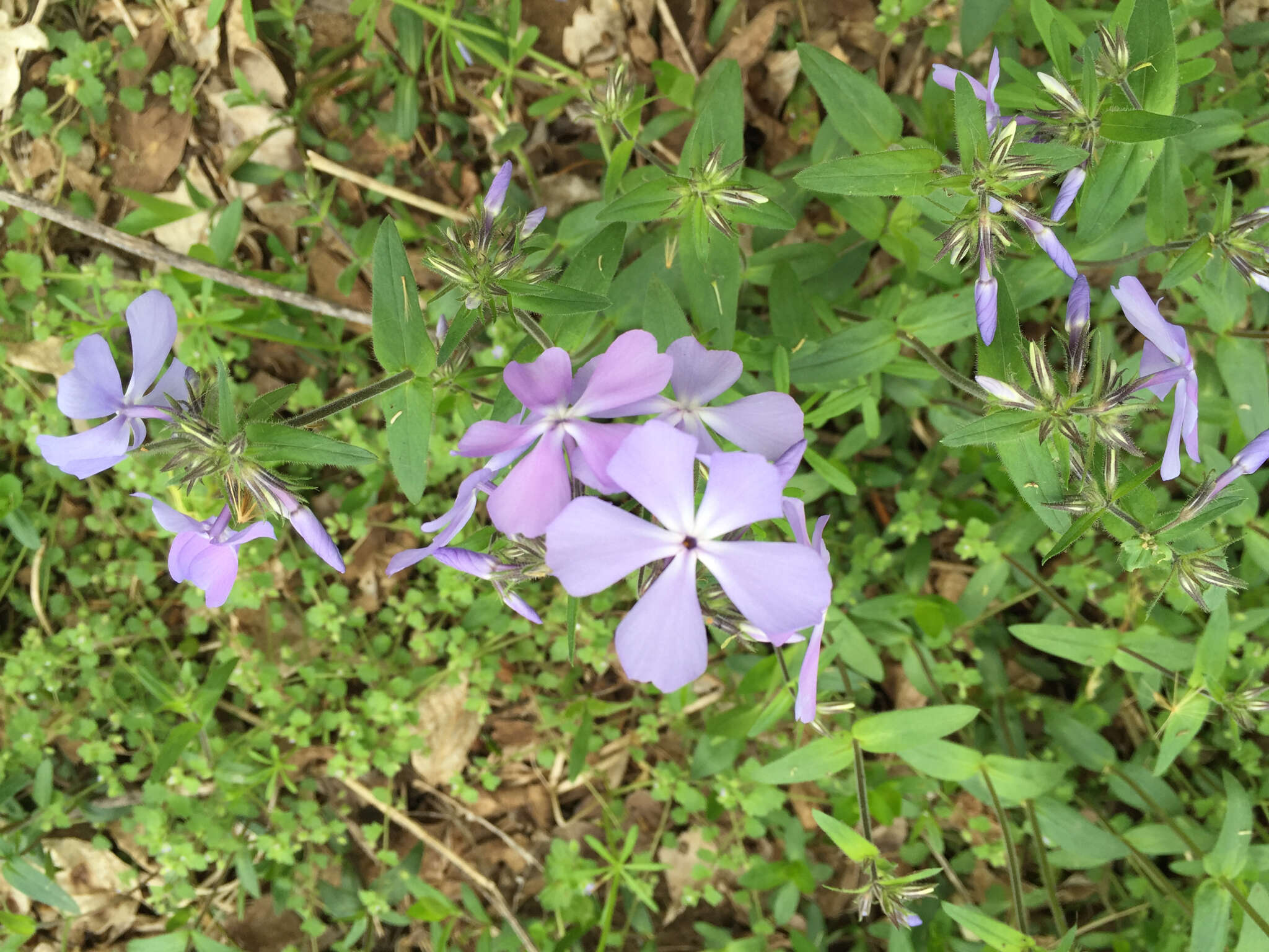 Image of wild blue phlox