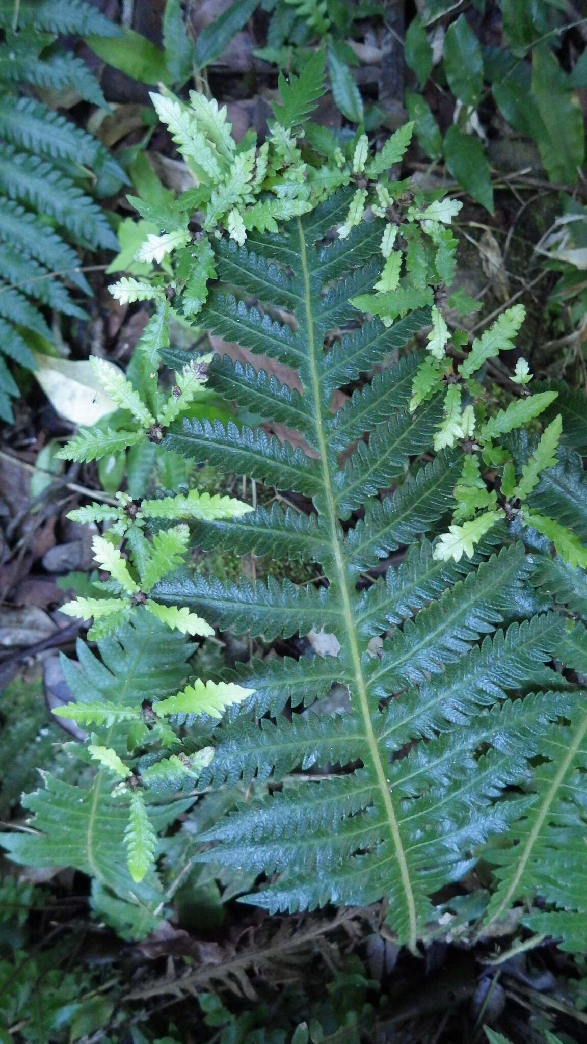 Image of Goniopteris alata (L.) Ching