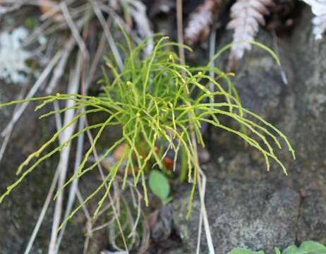 Plancia ëd Psilotum nudum (L.) P. Beauv.