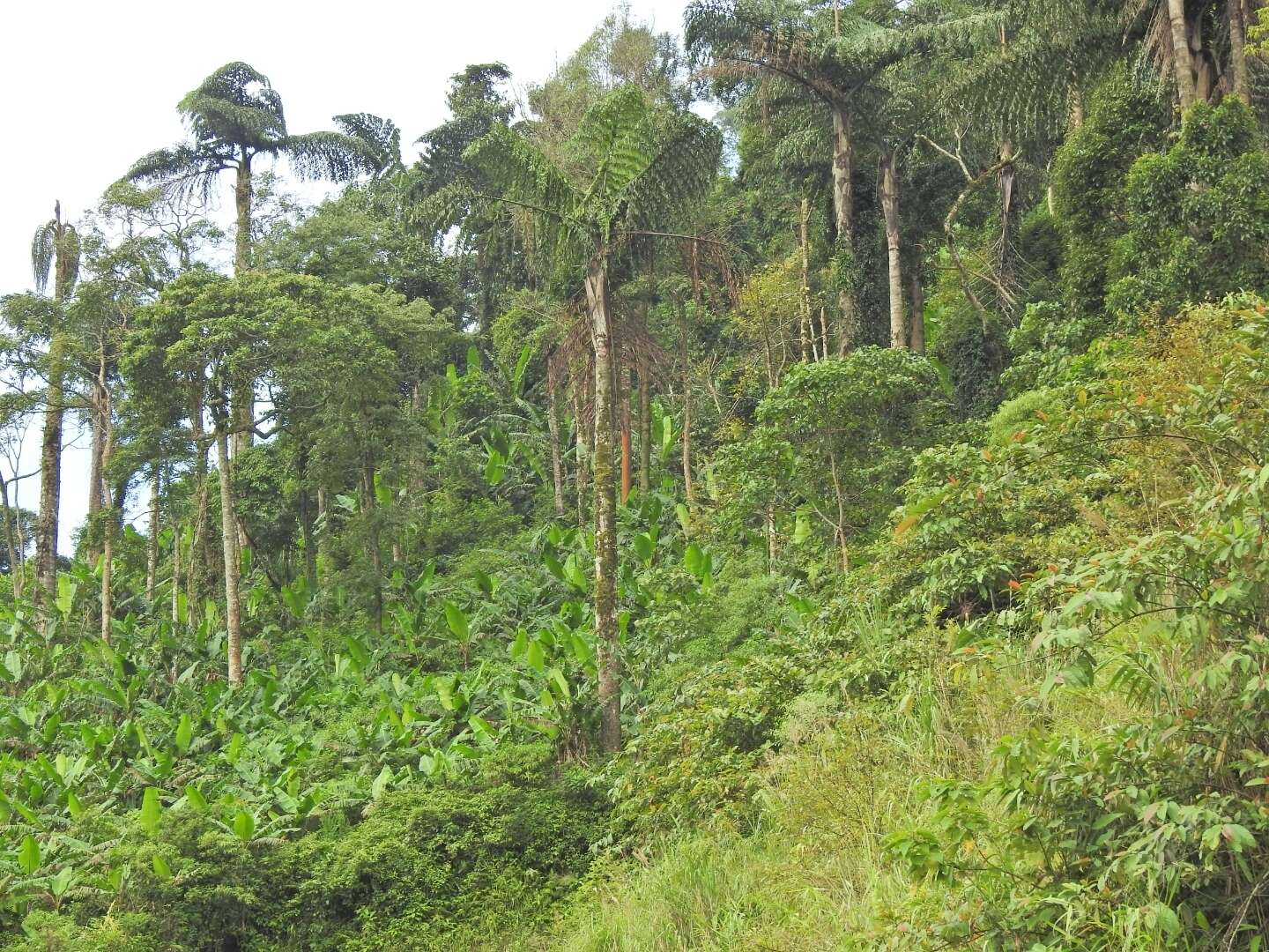 Image of Caryota obtusa Griff.