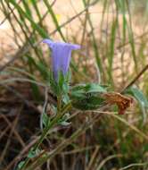 Image of Campanula komarovii Maleev