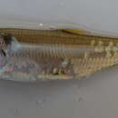 Image of Glassnosed anchovy