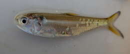 Image of Glassnosed anchovy
