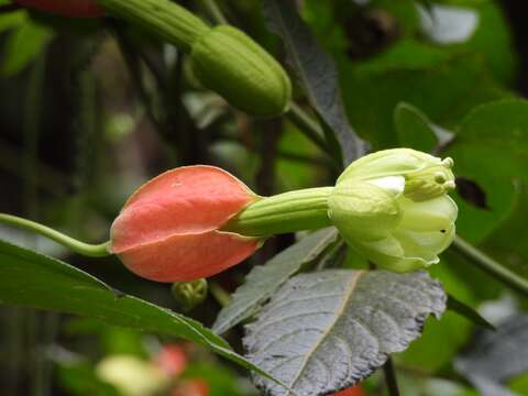 Passiflora ampullacea Harms的圖片