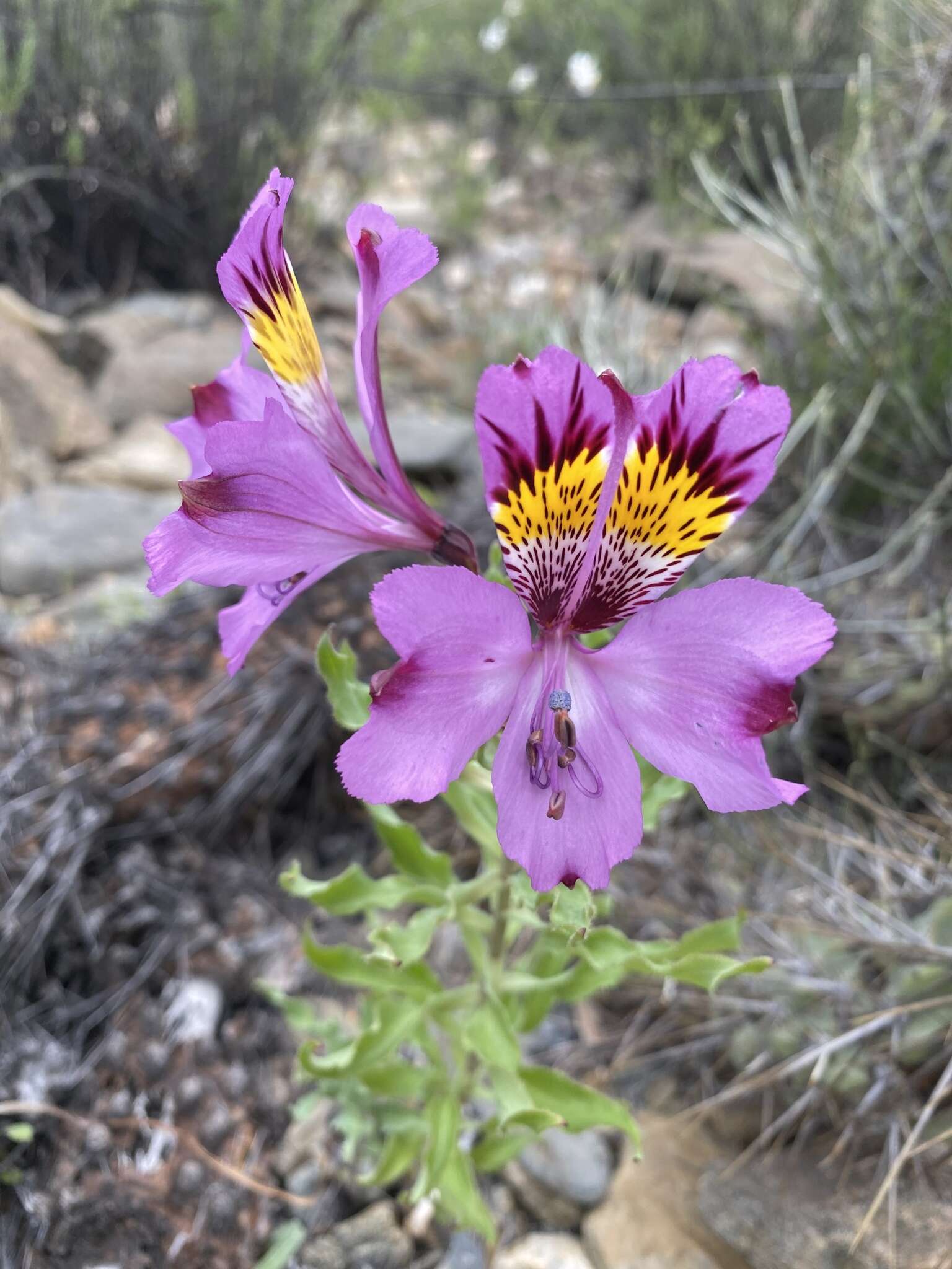 Image of Alstroemeria philippii Baker