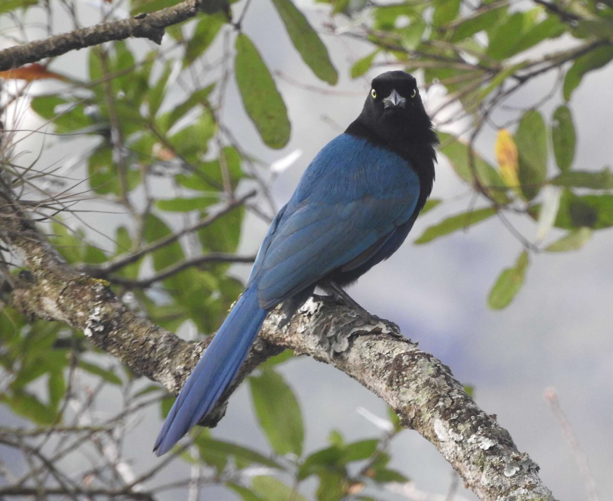 Image of Bushy-crested Jay