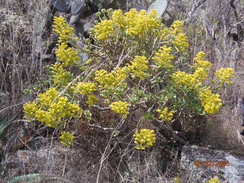 Image of tree stonecrop