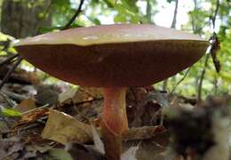 Sivun Boletus carminiporus Bessette, Both & Dunaway 1998 kuva