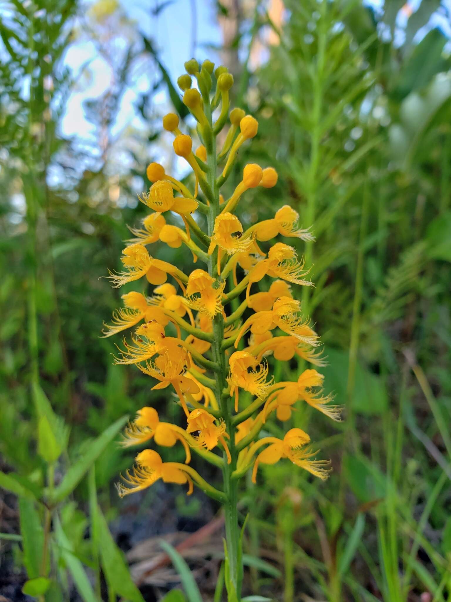 Image de Platanthera cristata (Michx.) Lindl.