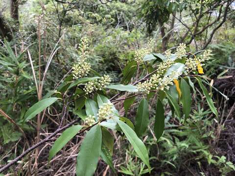 Plancia ëd Prunus spinulosa Sieb. & Zucc.