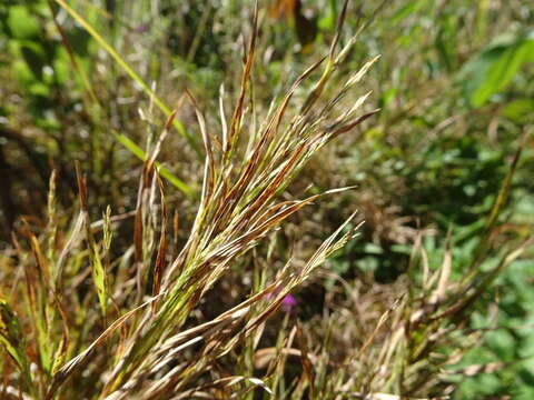 Plancia ëd Muhlenbergia frondosa (Poir.) Fernald