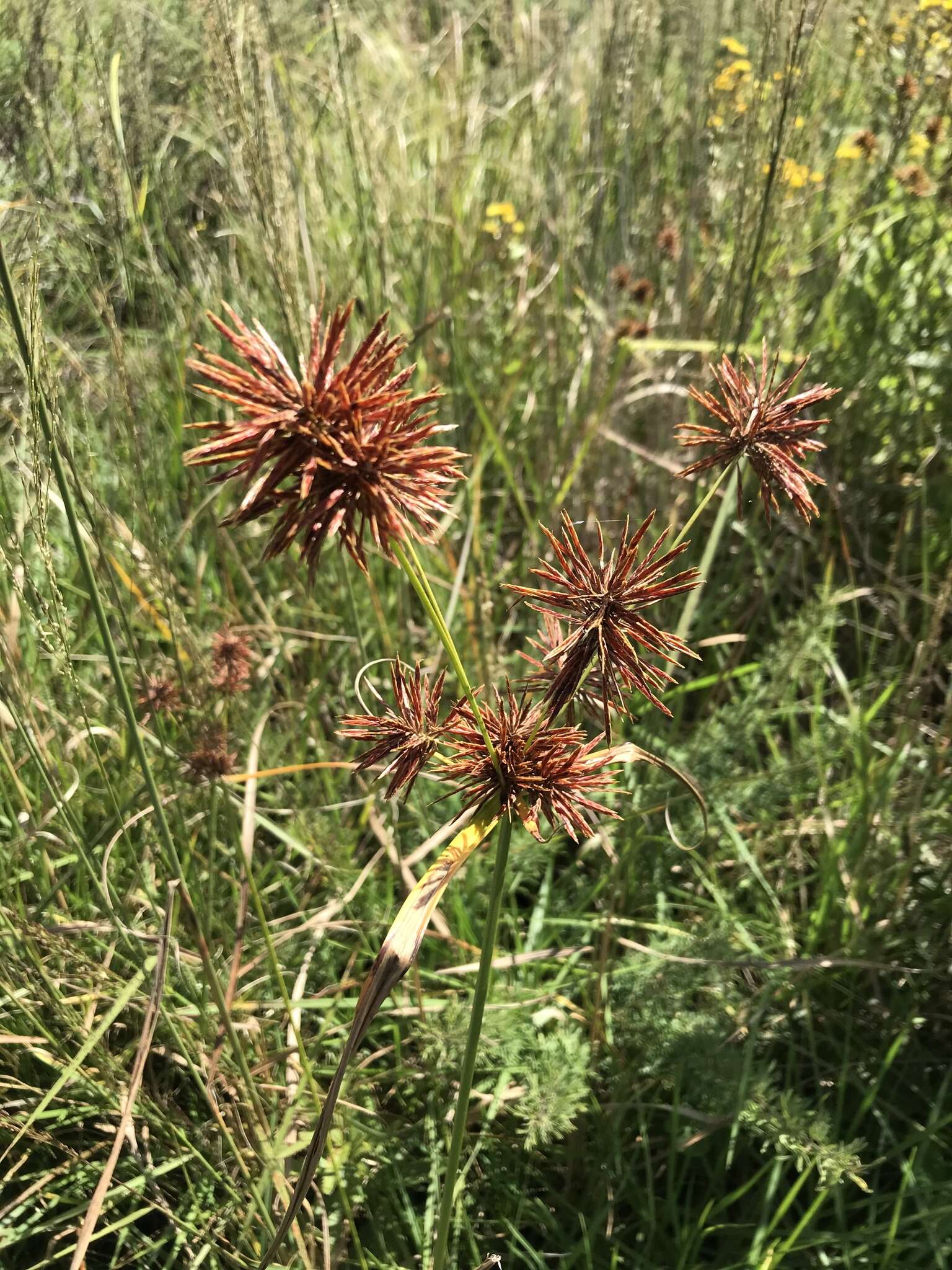 Image of clustered flatsedge