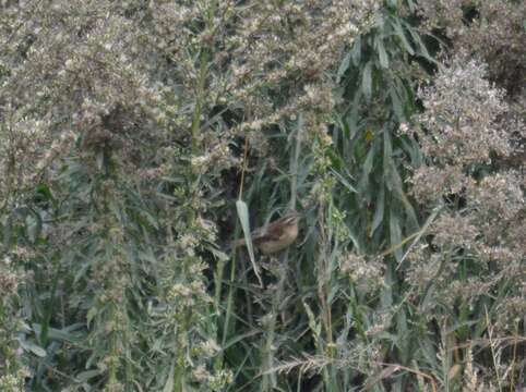 Image of Sedge Warbler