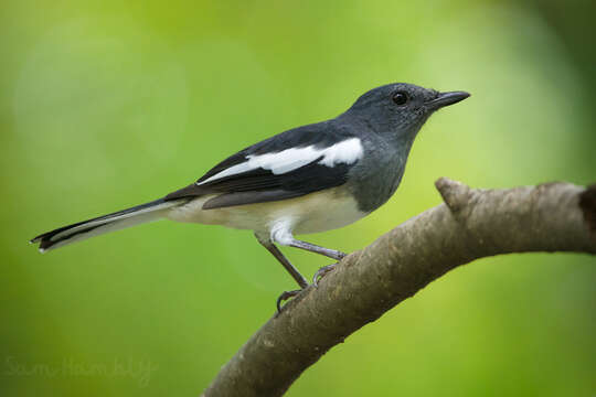 Image of Copsychus saularis saularis (Linnaeus 1758)