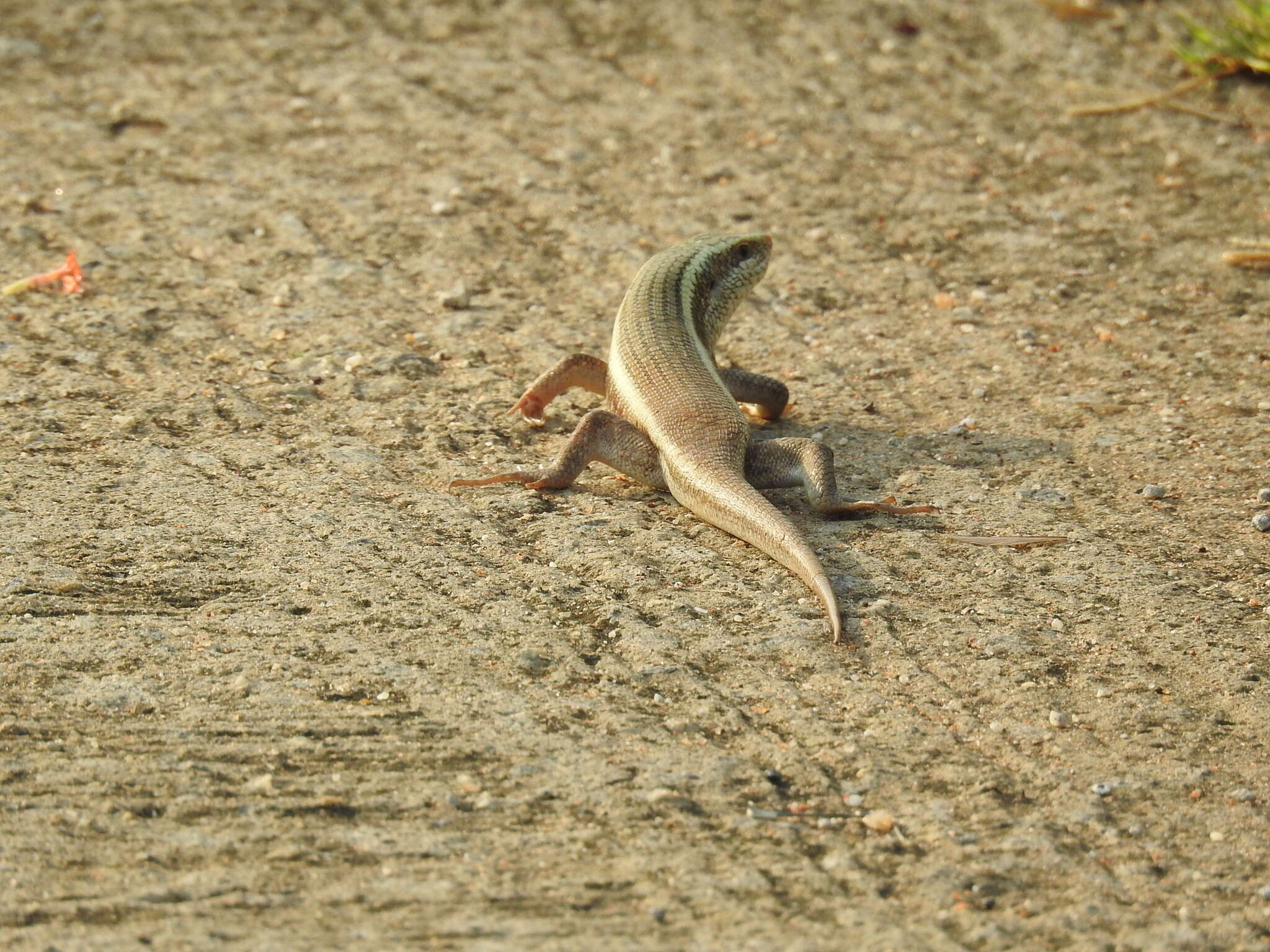 Imagem de Eutropis carinata (Schneider 1801)