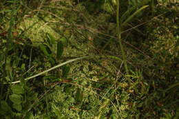 Image of Dactylorhiza traunsteineri subsp. curvifolia (F. Nyl.) Soó