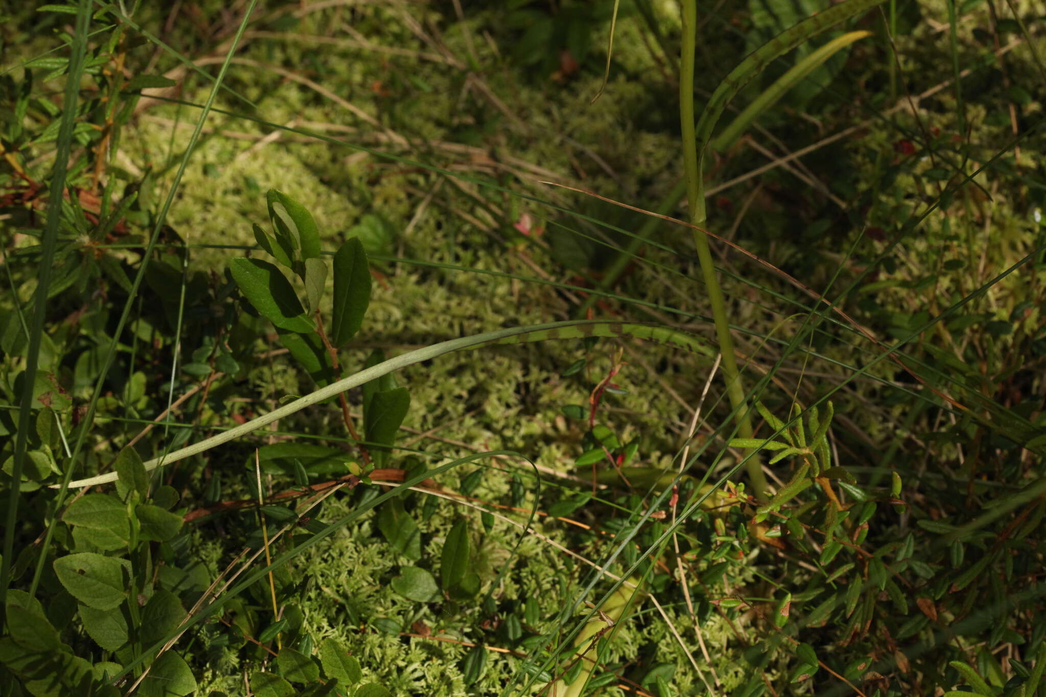 Image of Dactylorhiza traunsteineri subsp. curvifolia (F. Nyl.) Soó