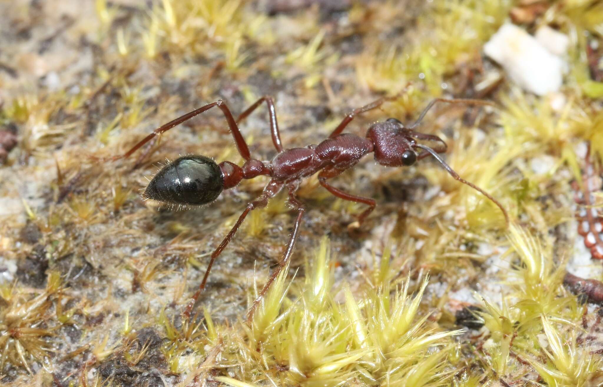 Image of Myrmecia forficata (Fabricius 1787)