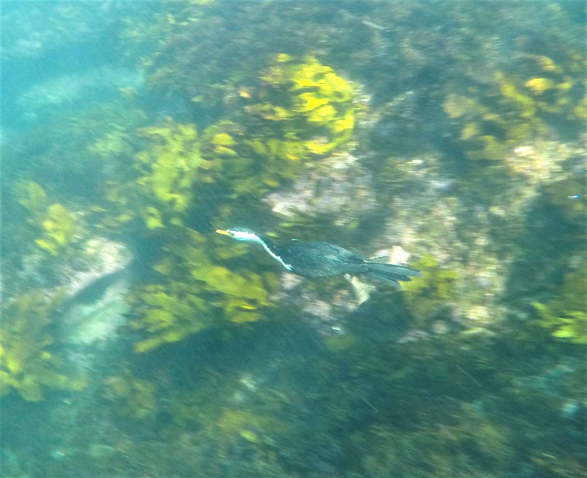 Image of Dwarf cormorants