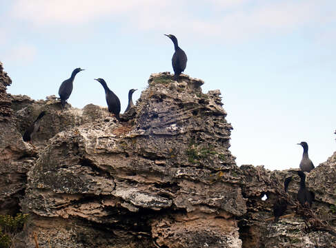 Plancia ëd Phalacrocorax featherstoni Buller 1873