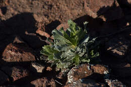 Image of Grindelia covasii A. Bartoli & R. D. Tortosa