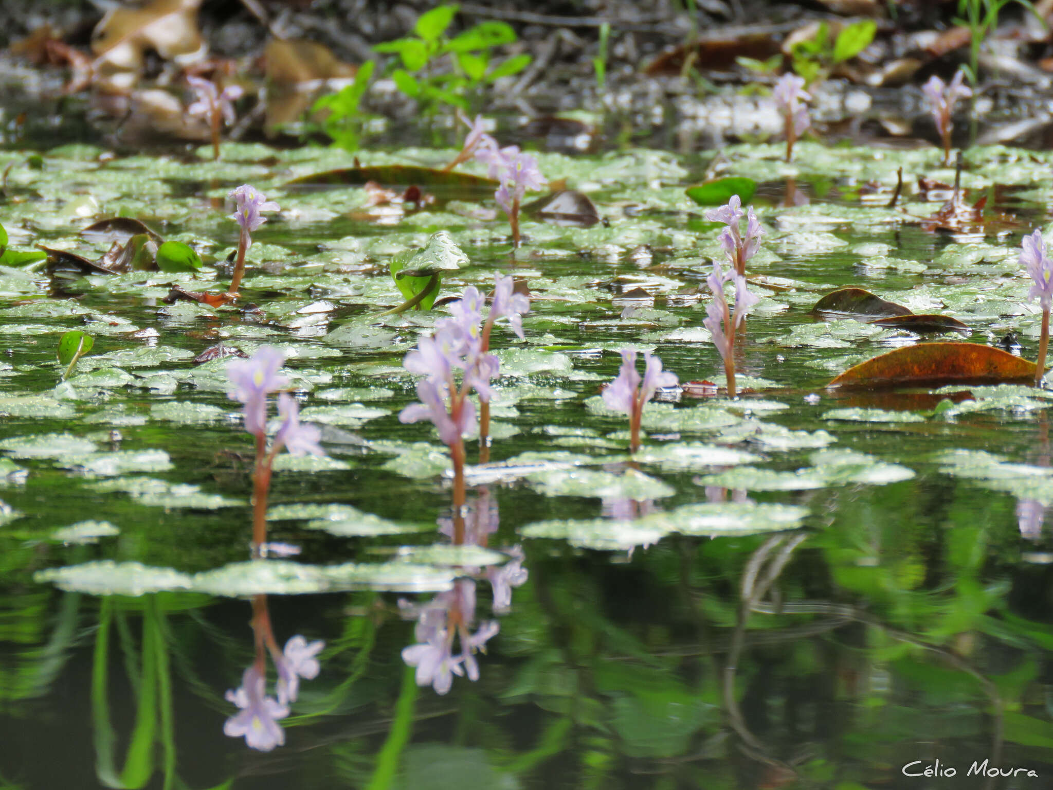 Image of <i>Pontederia diversifolia</i>