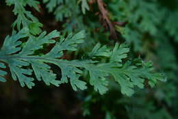 Imagem de Hymenophyllum acutum (C. Presl) Ebihara & K. Iwats.