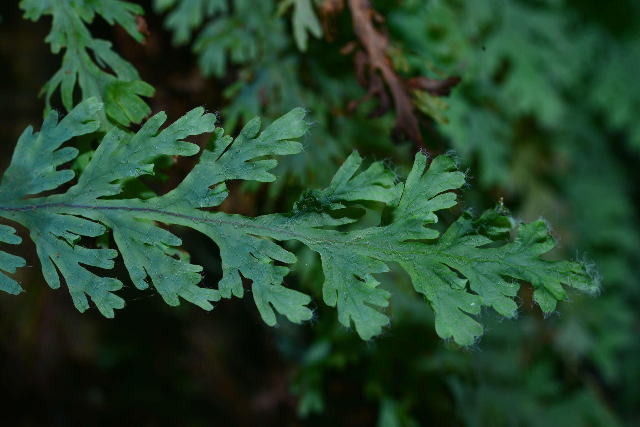 Imagem de Hymenophyllum acutum (C. Presl) Ebihara & K. Iwats.