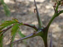 صورة Pseudomyrmex spinicola (Emery 1890)