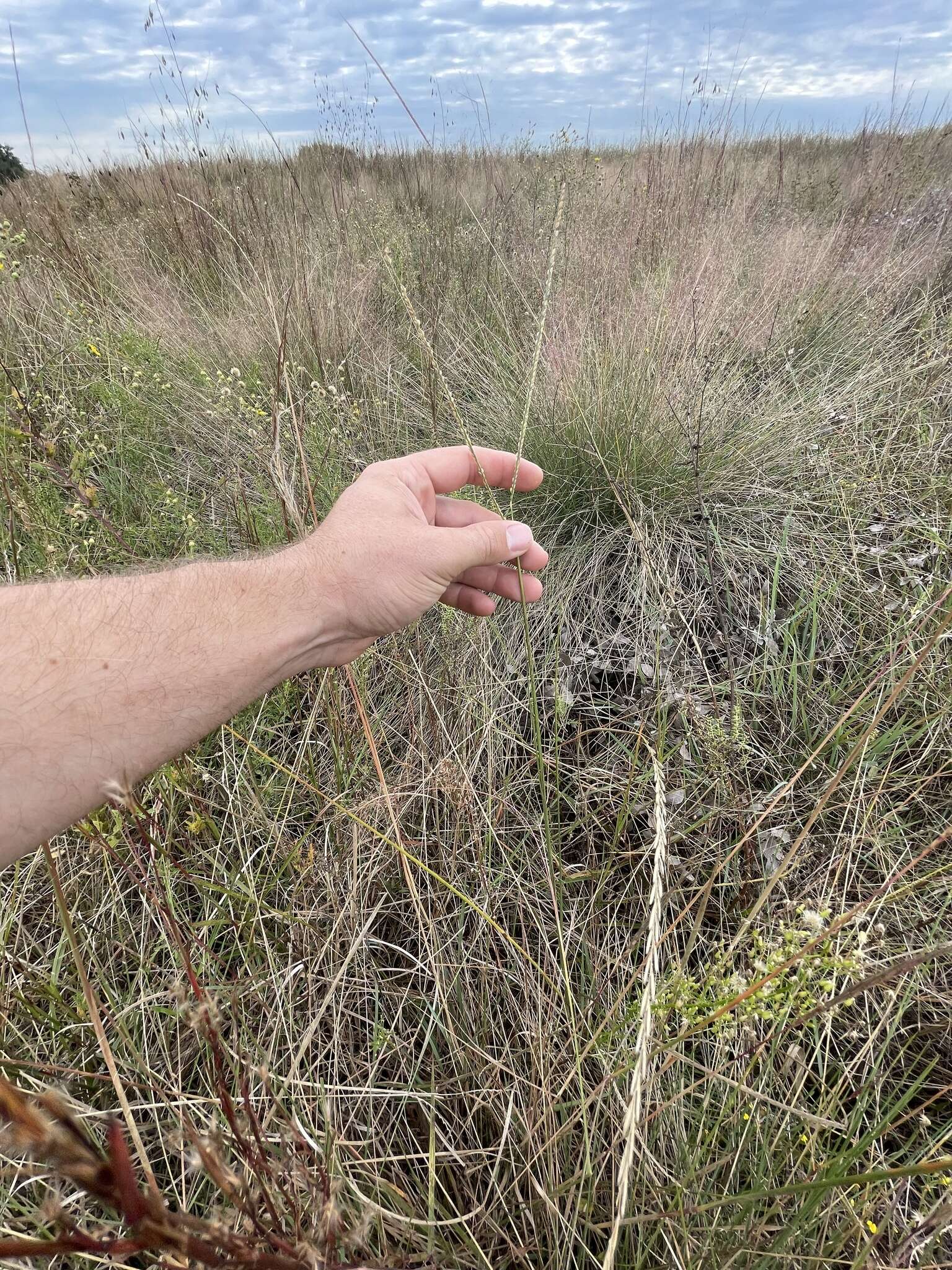 Image of Gulf Dune Crown Grass