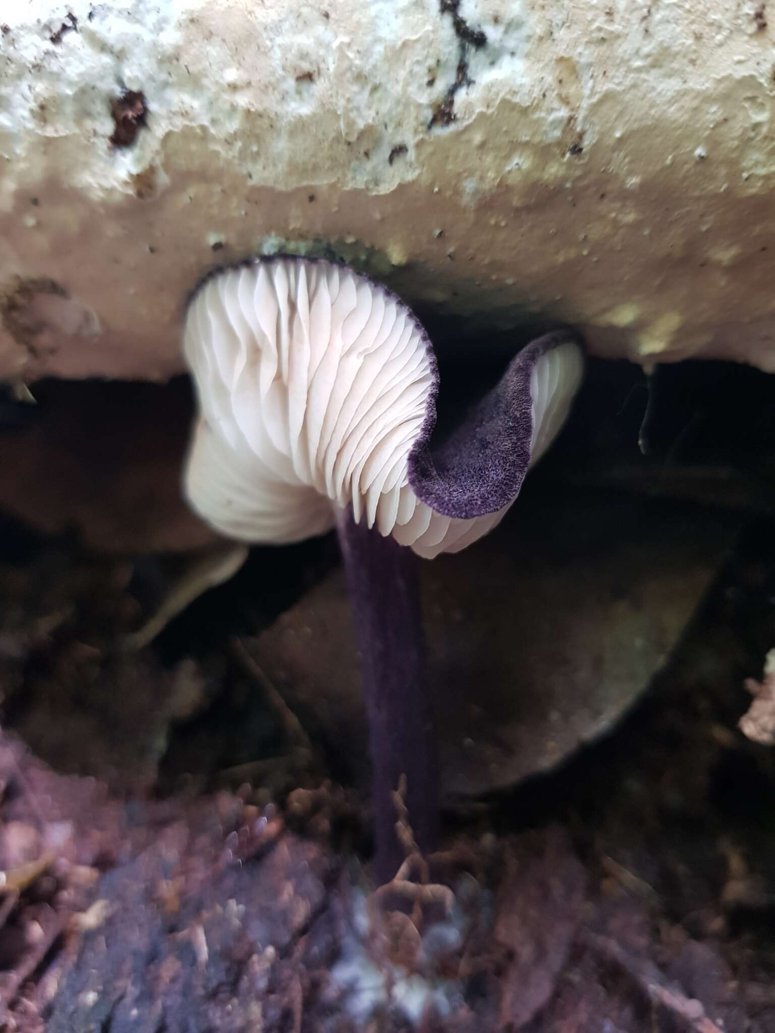 Image of Entoloma panniculus (Berk.) Sacc. 1887