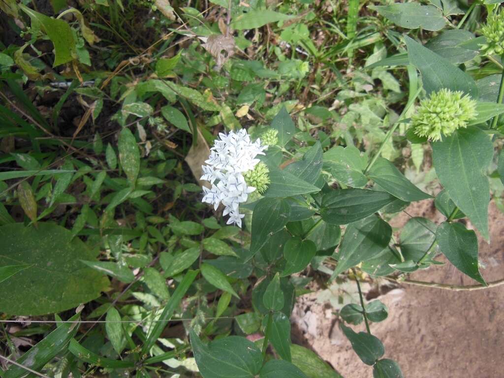 Image of Bouvardia quinquenervata Standl.