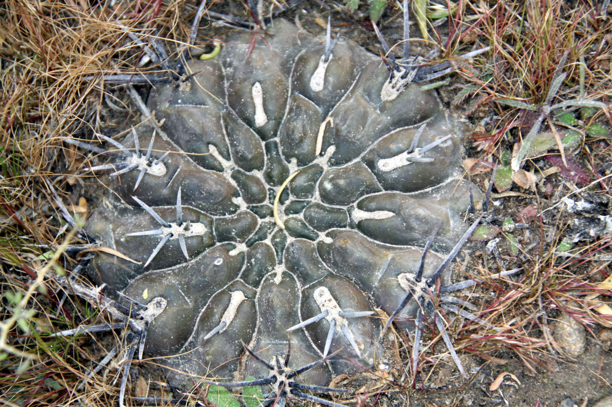 Image of Gymnocalycium gibbosum (Haw.) Pfeiff. ex Mittler