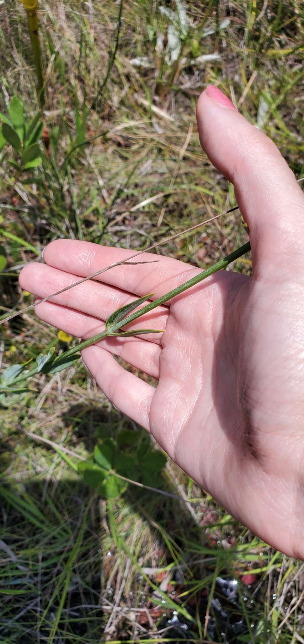 Sabatia macrophylla Hook. resmi