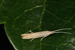 Image of Coleophora versurella Zeller