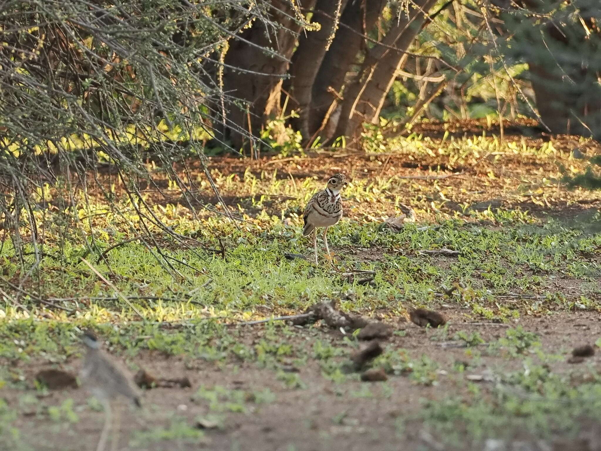 Image of Three-banded Courser