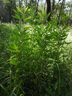 Image of Hakea florulenta Meissner