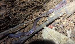 Image of Schneider's Earth Snake