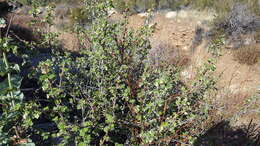 Image of whiteflower currant