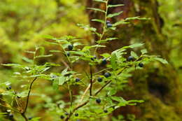 Image de Vaccinium alaskaense Howell