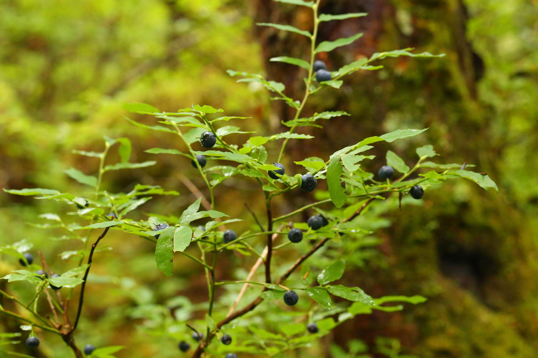 Image de Vaccinium alaskaense Howell