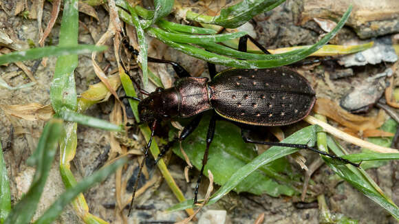 Image of Carabus (Platycarabus) irregularis Fabricius 1792