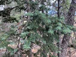 Imagem de Abies lasiocarpa var. arizonica (Merriam) Lemmon