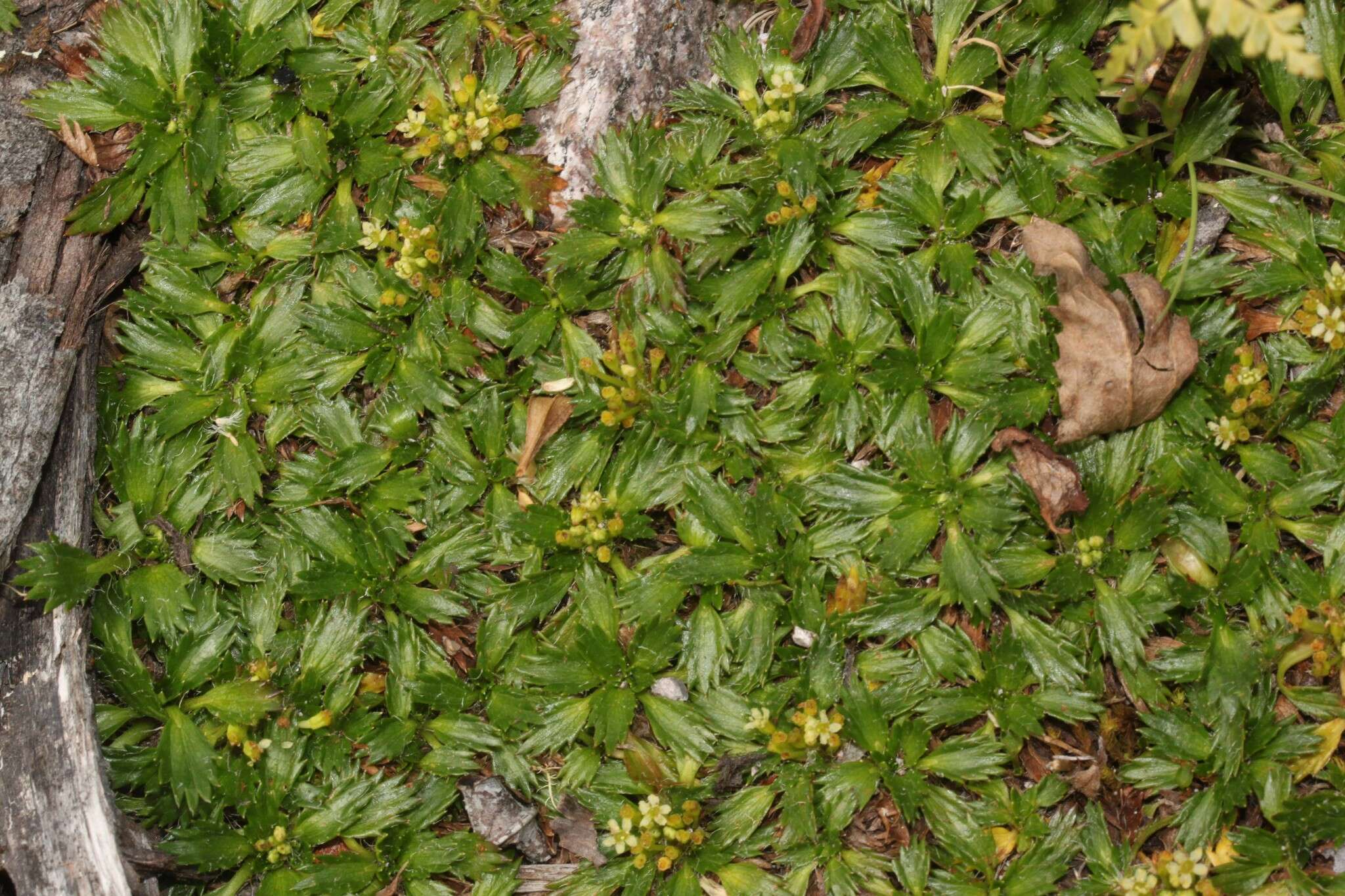 Imagem de Azorella multifida (Ruiz & Pav.) Pers.