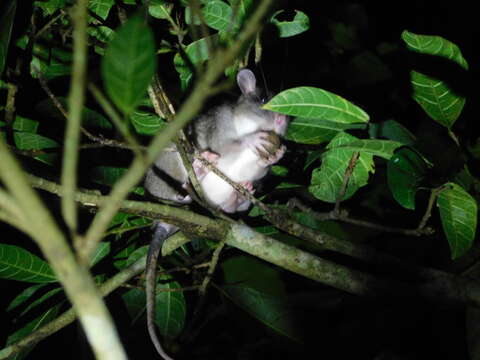 Image of Giant White-tailed Rat