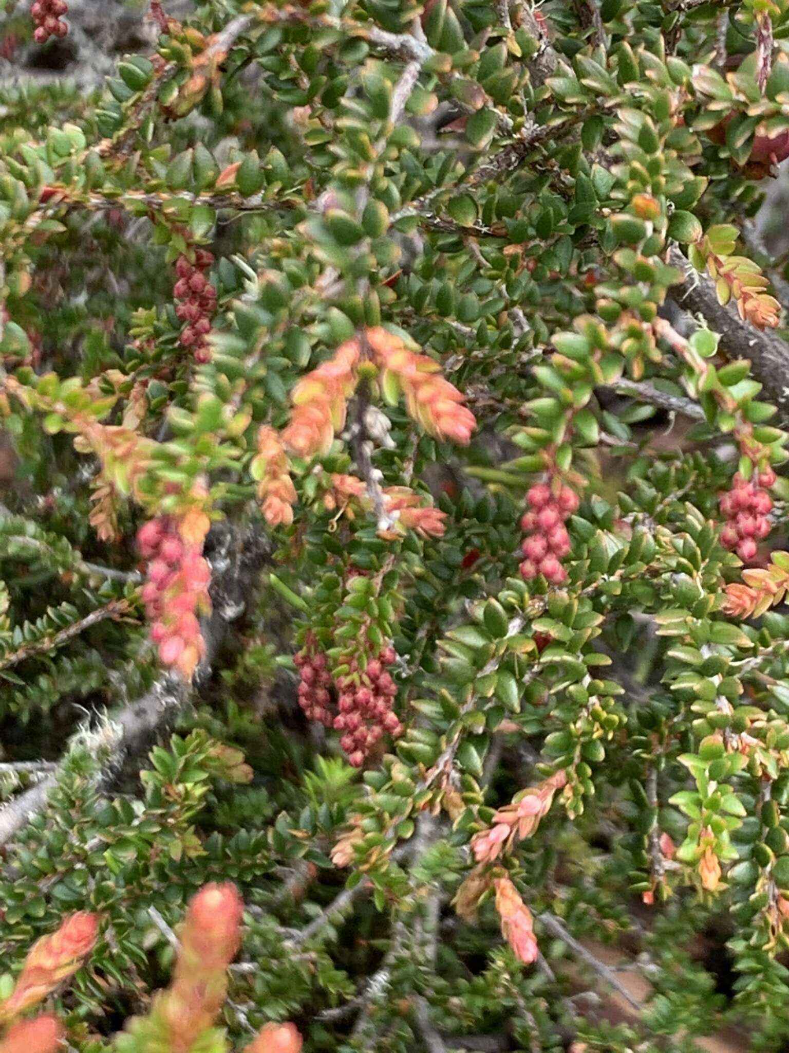 Image of Trochocarpa thymifolia (R. Br.) Sprengel