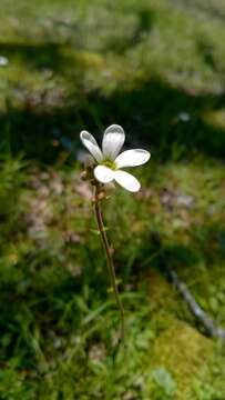 Слика од Saxifraga bulbifera L.