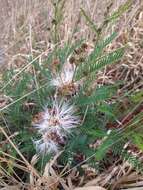 Image de Calliandra virgata Benth.