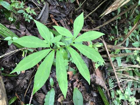 Image of belembe silvestre