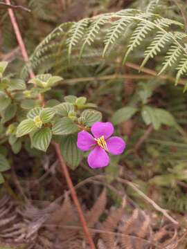 Image de Monochaetum bonplandii (Kunth) Naud.